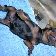 Prazsky krysarik Alex