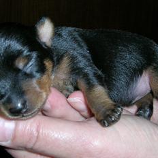 Prazsky krysarik Alex