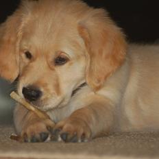 Golden retriever Scott