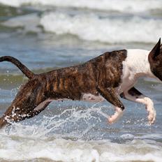 Bullterrier Wehlast bull's Beautyfull Bellarina