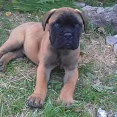 Bullmastiff Leo