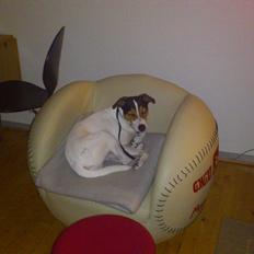 Jack russell terrier Travis