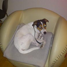 Jack russell terrier Travis