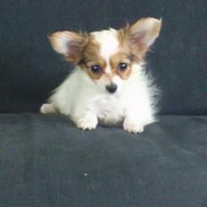Papillon Zika