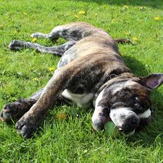 Olde english bulldogge Kingston