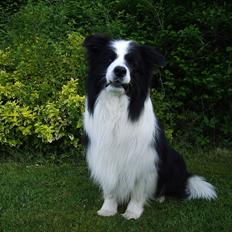 Border collie Jacki