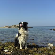 Border collie Jacki