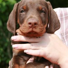 Dobermann Royal Danish Attractive Apollon