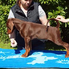 Dobermann Royal Danish Attractive Apollon