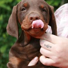 Dobermann Royal Danish Attractive Apollon