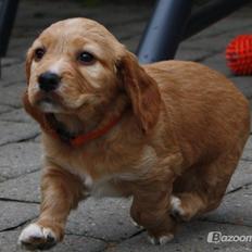 Blanding af racer Asta