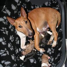 Bullterrier miniature Los Narizotas Miss Biquini aka Queenie