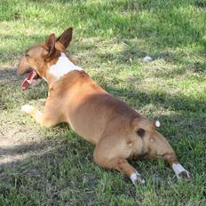 Bullterrier miniature Los Narizotas Miss Biquini aka Queenie