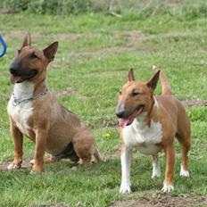 Bullterrier miniature Los Narizotas Miss Biquini aka Queenie