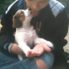 Kooikerhondje Maggie