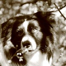 Border collie Matti