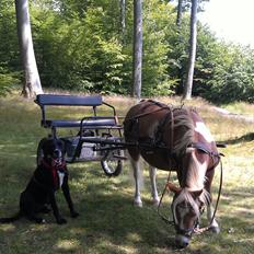 Blanding af racer Yoda