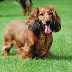 Gravhund Bastian / Basse