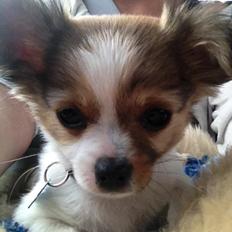 Chihuahua Erik