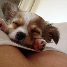 Chihuahua Erik