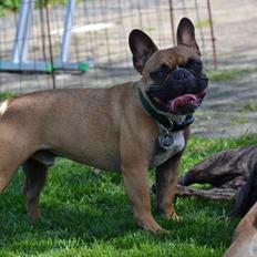 Fransk bulldog Willie