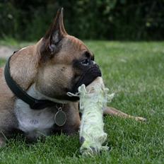 Fransk bulldog Willie