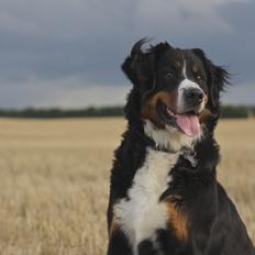 Berner sennenhund Diva