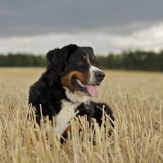 Berner sennenhund Diva