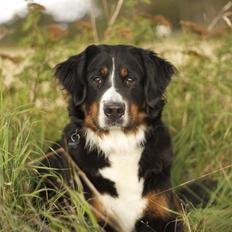 Berner sennenhund Diva