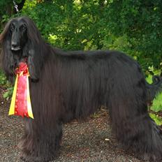 Afghansk mynde Julius