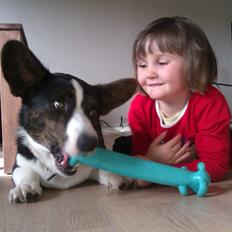 Welsh corgi cardigan Aasteds Fighting Friend (Ludvig)