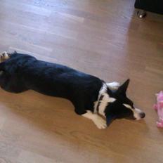 Welsh corgi cardigan Aasteds Fighting Friend (Ludvig)