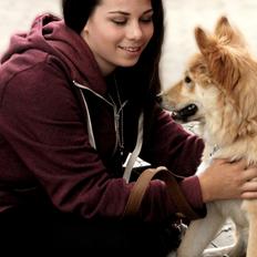 Islandsk fårehund Gladur Nanna