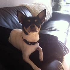 Chihuahua Flowers Kato