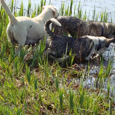 Siberian husky CITA LULU SALI
