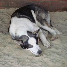 Siberian husky CITA LULU SALI