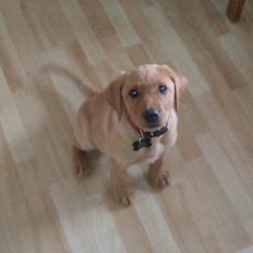 Labrador retriever Bailey