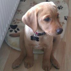 Labrador retriever Bailey