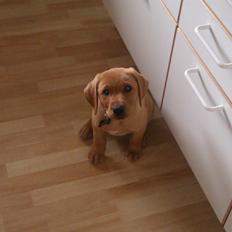 Labrador retriever Bailey