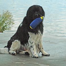 Newfoundlænder Joey
