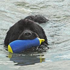 Newfoundlænder Joey