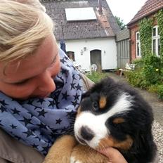 Berner sennenhund Bosco