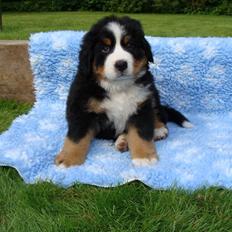 Berner sennenhund Bosco