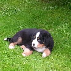 Berner sennenhund Bosco