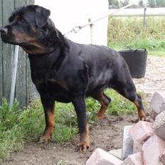 Rottweiler Fenja