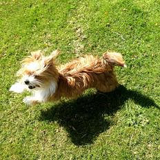 Blanding af racer Fido