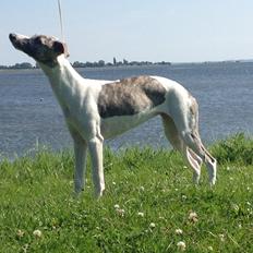 Whippet Bailey
