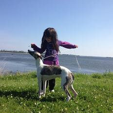 Whippet Bailey