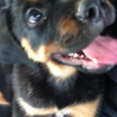 Rottweiler Bamse