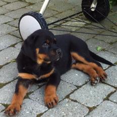 Rottweiler Bamse